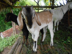 goat in hananoie