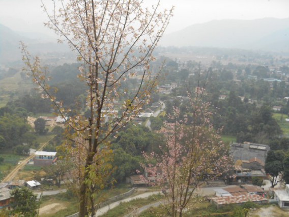 Hemja valley with cherry