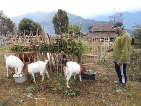 Raghu dai feeding to Goats