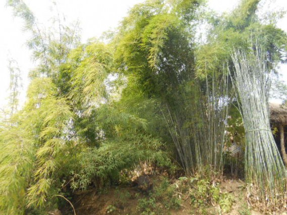 small bamboo