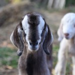 Baby goats were born!