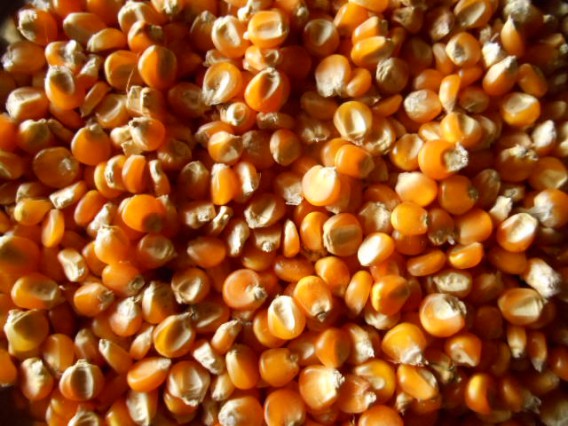 it is corn seed