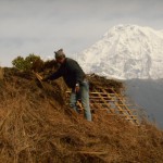 Making new roof from dry grass in Hananoie