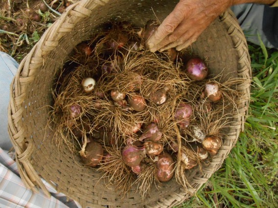 collecting onion
