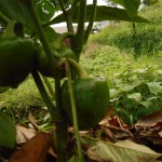 Seasonal vegetable in Hananoie egg plant and capsicum