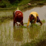 ネパール全土でお米の作付け季節です
