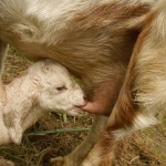 Baby goats were born