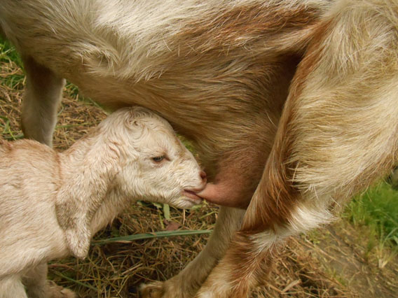 baby goat drinking milk