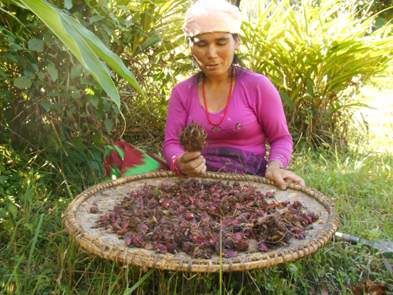 Harvesting large cardamom