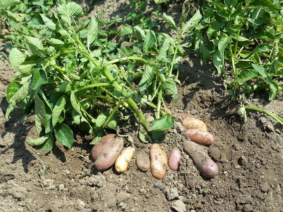 harvesting potatoes in Hananoie 2