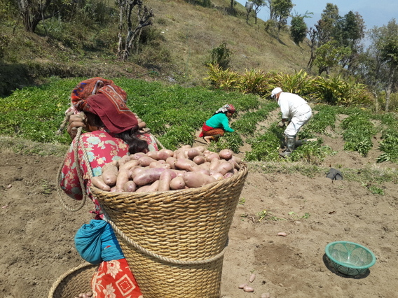 harvesting potatoes in Hananoie 4