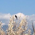 (日本語) 初めて見た鳥